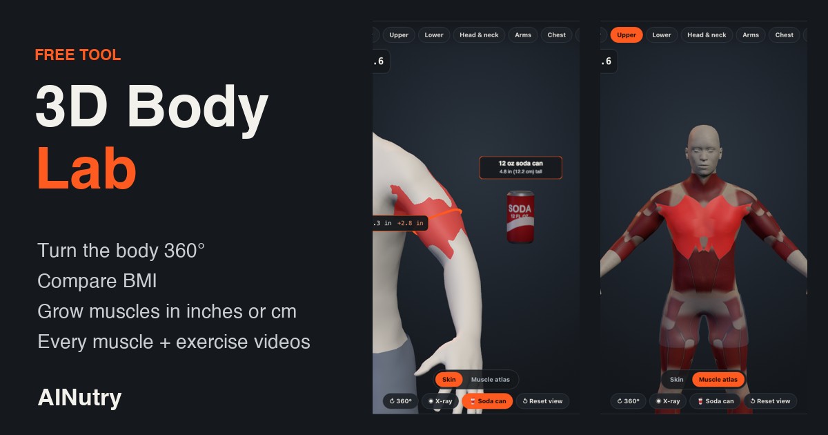 3D Body Lab preview: muscle groups highlighted on a 3D body model